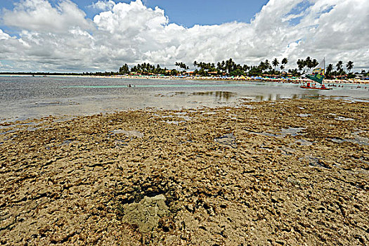 brazil,pernambuco,porto,de,galinhas,transparent,natural,pools,at,low,tide