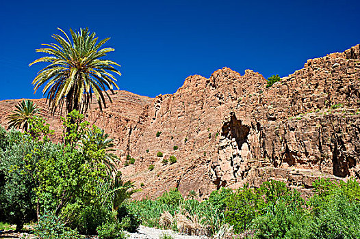 特色,岩石,风景,树,山谷,山峦,南方,摩洛哥,非洲