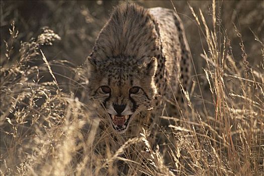 印度豹,猎豹,狰狞,纳米比亚