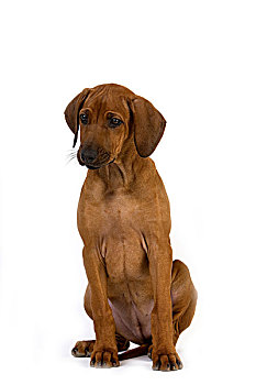罗德西亚背脊犬,狗,3个月,老,小狗
