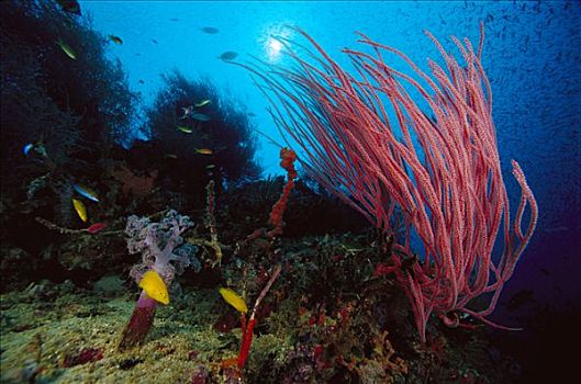 软珊瑚,柳珊瑚目,礁石,景色,脚,深,巴布亚新几内亚
