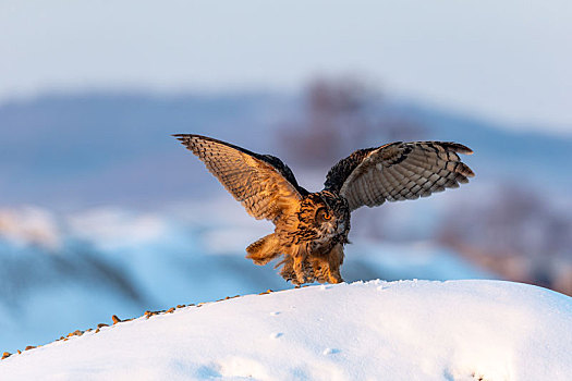猛禽雕鸮在冬天雪地里觅食