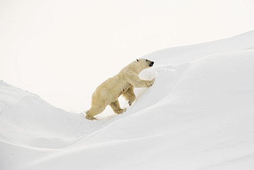 北极熊,雌性,攀登,冰山,杂乱无章,巴芬岛,努纳武特,加拿大,北美