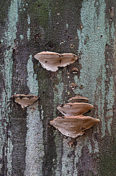 蹄,菌类,枯木,山毛榉,树干,标记,苔藓