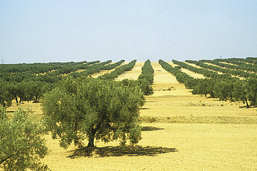 非洲,突尼斯,橄榄树,种植园