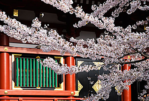 樱花,枝条,正面,日本寺庙,东京,日本
