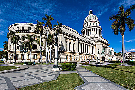 棕榈树,哈瓦那旧城,哈瓦那,古巴