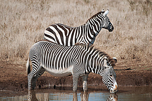 斑马,马,背影,细纹斑马,喝,水潭,莱瓦野生动物保护区,肯尼亚