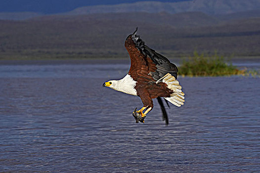 非洲鱼鹰,吼海雕,爪,捕鱼,湖,肯尼亚