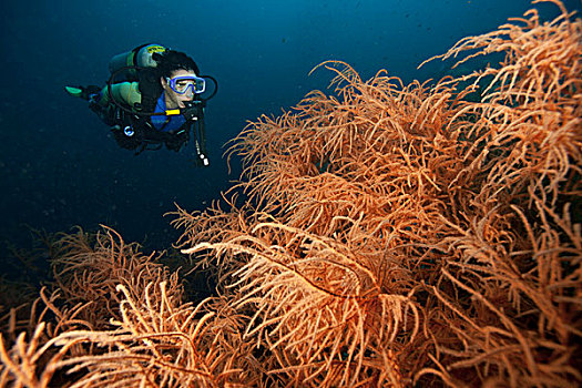 巨大,黑色,珊瑚,菲律宾,亚洲