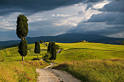 风景,乡村道路,靠近,皮恩扎,锡耶纳省,托斯卡纳,意大利,欧洲