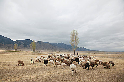 地窝堡附近的草原牧羊,新疆乌鲁木齐