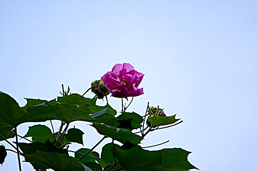 美艳的芙蓉花,木芙蓉,拒霜花,木莲,地芙蓉,华木