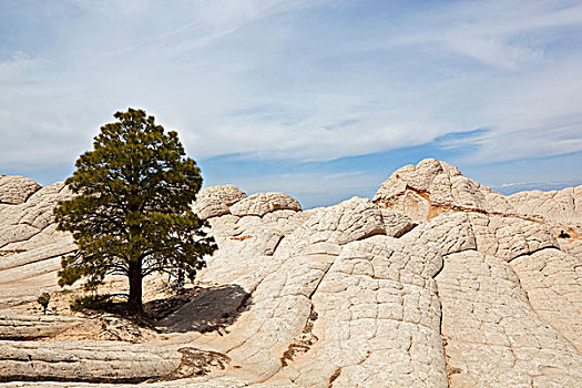 树,岩石上,白色,朱红色,悬崖,自然遗产,亚利桑那,北美,美国