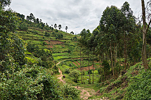 小路,种植,地点,斜坡,乌干达,非洲