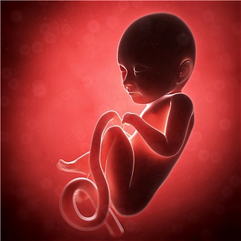 插画,人,胎儿
