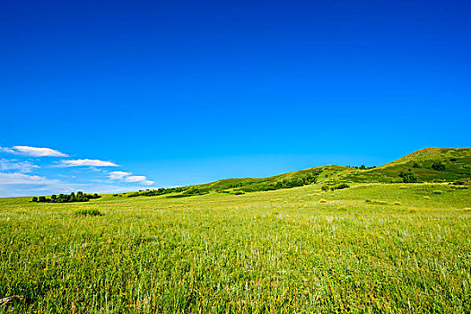 绿色的大草原