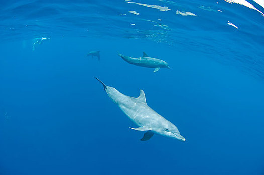 海洋生物