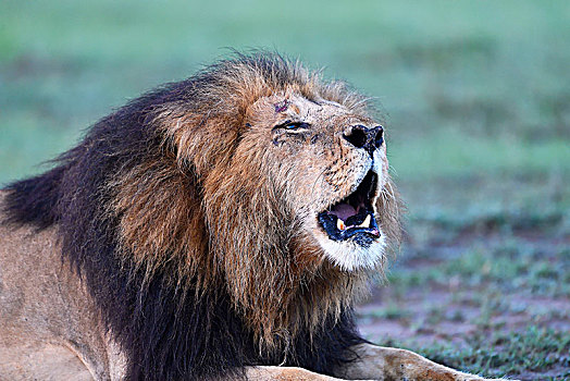 叫,鬃毛,狮子,早晨,亮光,马赛马拉,野生动物,保护区,肯尼亚