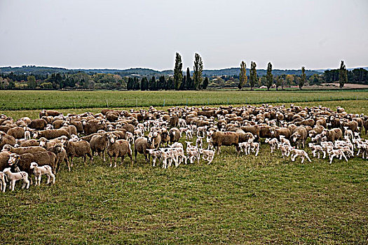 法国,普罗旺斯,羊羔