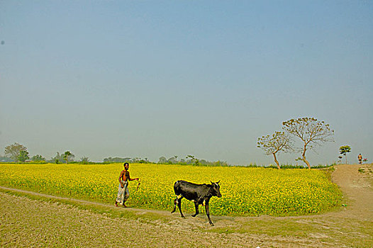 孟加拉人,农工,芥末,地点,母牛,孟加拉,十二月,2007年