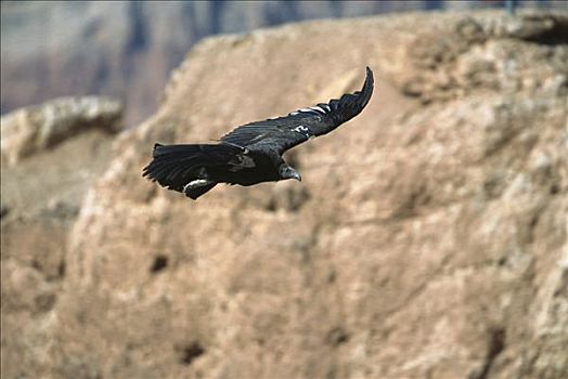 加州秃鹰,不成熟,飞鸟,9-10岁,脚,翼展,无线电,发射器,联结,大理石,峡谷,亚利桑那