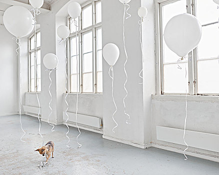 狗,白色,房间,气球