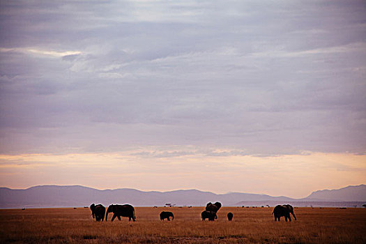 安伯塞利国家公园,国家,肯尼亚