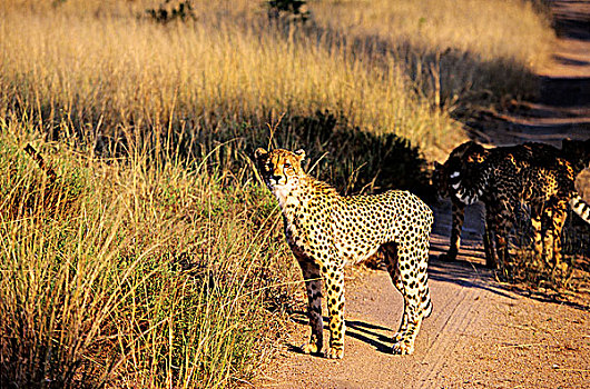 南非,克留格尔公园,区域,印度豹,自然保护区