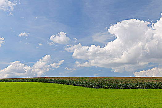 玉米田,草地,黑森州,德国