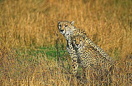 印度豹,猎豹,幼兽,坐,干燥,草,肯尼亚