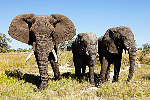 三个,非洲象,博茨瓦纳,非洲
