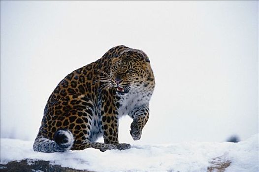 豹,坐,雪中