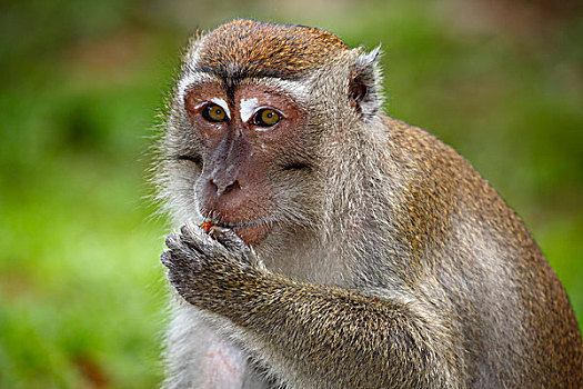 食蟹猴,吃,巴戈国家公园,沙捞越,婆罗洲,马来西亚,亚洲