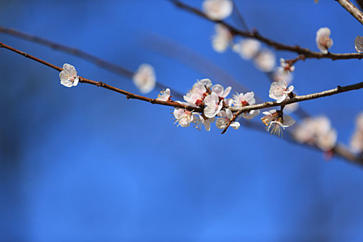 春天樱花