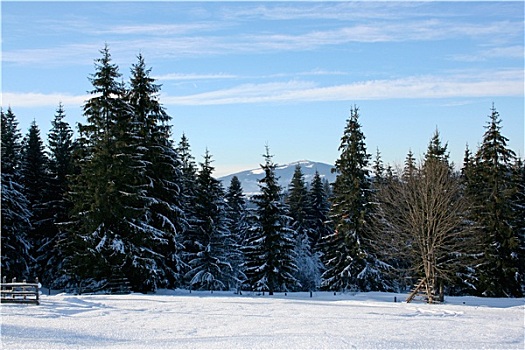 冬天,树,山,遮盖,初雪