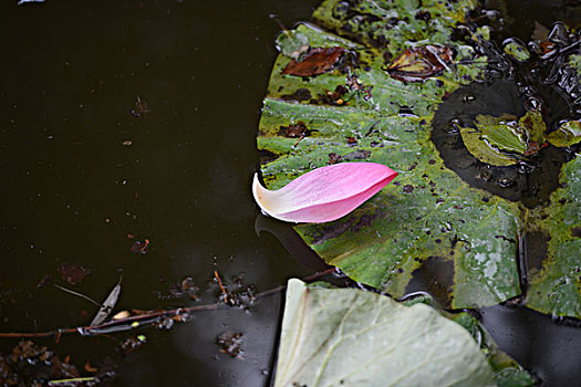 花瓣