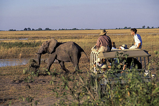 博茨瓦纳,乔贝国家公园,游客,看,大象