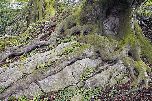 根部,山毛榉树