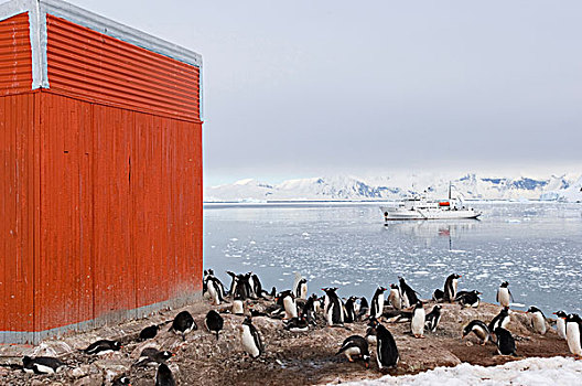 南极半岛,港口,巴布亚企鹅,挨着,小屋,船,教授,背景