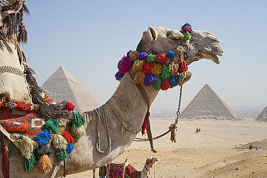 骆驼,正面,金字塔,吉萨金字塔,埃及