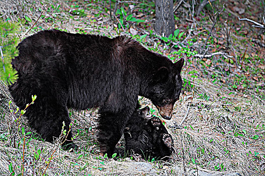 母兽,桂皮,黑熊,美洲黑熊,幼兽,加拿大西部