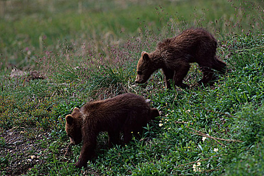 美国,阿拉斯加,德纳里峰国家公园,大灰熊,幼兽