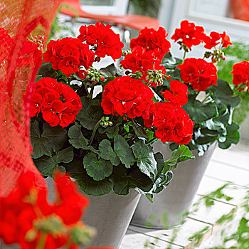 红色,天竺葵属植物,花盆