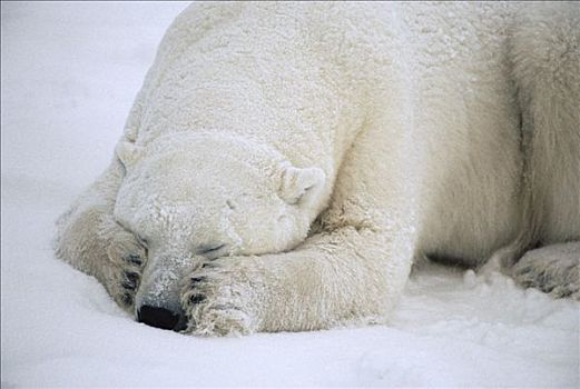 北极熊,睡觉,丘吉尔市,曼尼托巴,加拿大