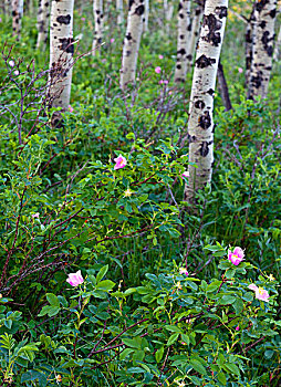 野玫瑰,野花,白杨,小树林,冰川国家公园,蒙大拿,美国