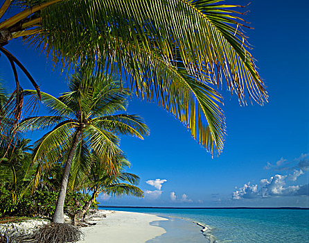 热带海岛,海滩风景,阿里环礁,马尔代夫,印度洋