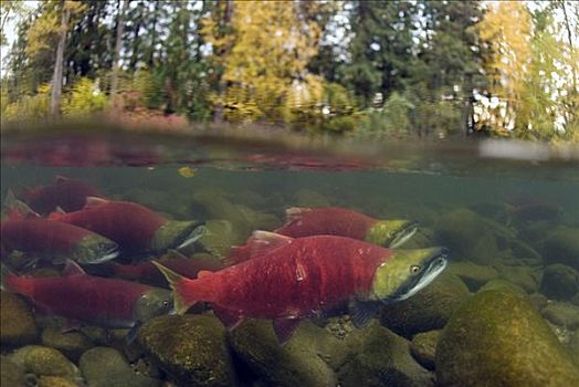 红大马哈鱼,红鲑鱼,群,游泳,向上,河,产卵,不列颠哥伦比亚省,加拿大