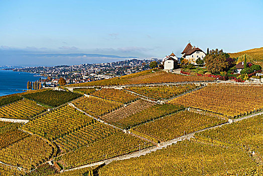 葡萄园,秋天,风景,城堡,洛桑,拉沃,日内瓦湖,沃州,瑞士,欧洲