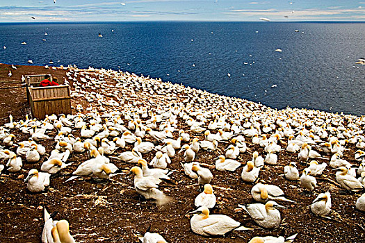 北方,塘鹅,憨鲣鸟,生物群,岛屿,国家公园,魁北克,加拿大